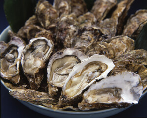 岩ガキの素材イメージ