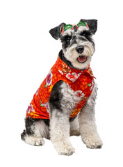 Miniature Schnauzer dog in summer shirt and goggles in Songkran isolated
