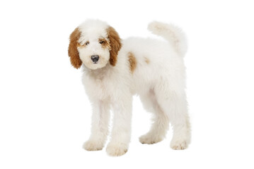 White and red standard poodle puppy standing isolated
