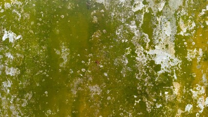 Close up of a moss-covered wall with green and white textures, showing dampness, decay, and natural aging patterns.