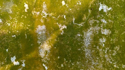 Close up of a moss-covered wall with green and white textures, showing dampness, decay, and natural aging patterns.