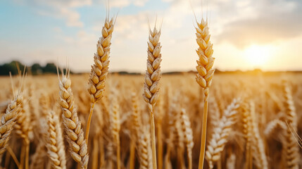 Fototapeta premium Golden wheat field swaying under warm summer sunset, creating serene atmosphere