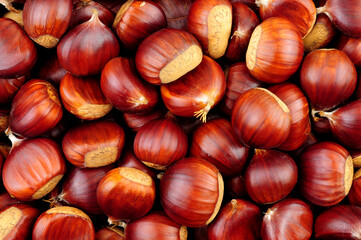 European sweet chestnut texture detail background also known as Spanish chestnuts and gathered in Autumn