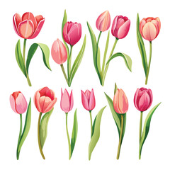 Obraz premium Vector illustration Collection of pink and red tulips with green leaves on white background