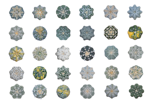 Collage of thirty cacti isolated on transparent background. Top view