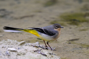 Grey wagtail // Gebirgsstelze (Motacilla cinerea)