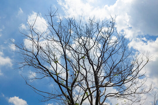 A leafless tree stands against the bright blue sky, its dry branches reaching upward among scattered clouds.