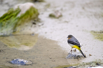 Gebirgsstelze // Grey wagtail (Motacilla cinerea)