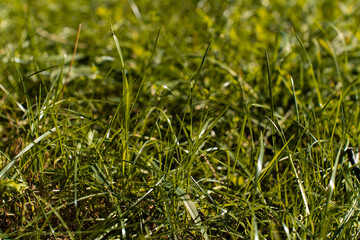 Fresh green grass in sunlight with a natural soft bokeh background orange autumn summer spring