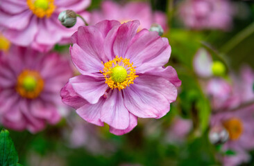 Obraz premium Beautiful blooming pink Japanese Anemone