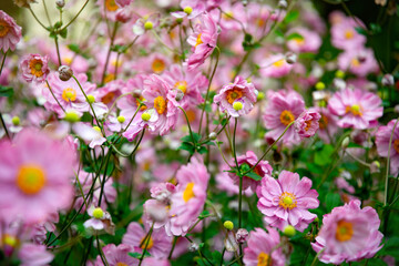 Obraz premium Beautiful blooming pink Japanese Anemone