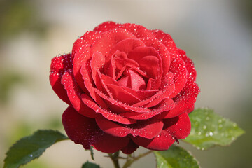 Ultra-realistic 8K macro shot of a red rose with water droplets on petals, with soft blurred background