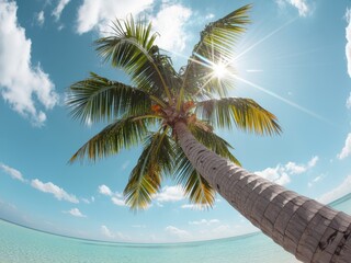 palm tree on the beach