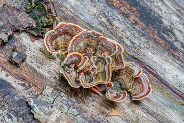 Closeup view of colorful wood-decay or xylophagous fungi on dead tree trunk in autumn
