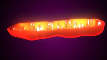 Plant mithochondria anatomy. 3d illustrations