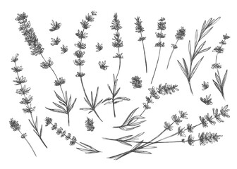 Black line lavender. Vector hand drawn tea herb Illustration set. Vintage retro sketch element for labels, packaging, textile and cards design.