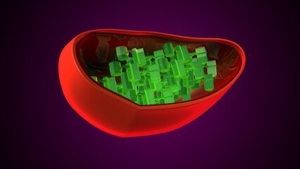 Plant chloroplast anatomy. 3d illustrations