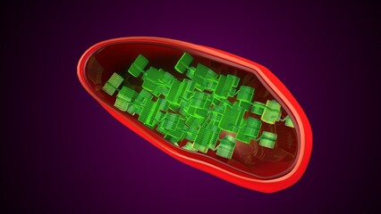 Plant chloroplast anatomy. 3d illustrations