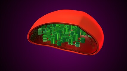Plant chloroplast anatomy. 3d illustrations
