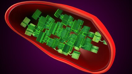 Plant chloroplast anatomy. 3d illustrations
