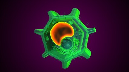 Plant vacuole anatomy. 3d illustrations