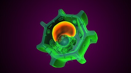 Plant vacuole anatomy. 3d illustrations