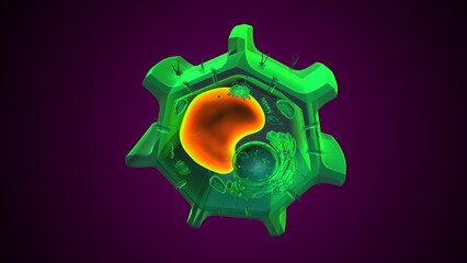 Plant vacuole anatomy. 3d illustrations