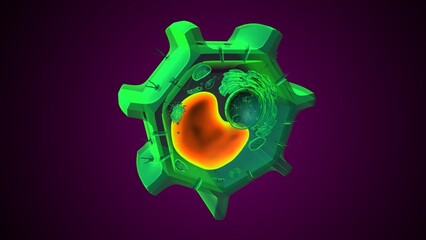 Plant vacuole anatomy. 3d illustrations