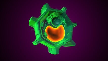 Plant vacuole anatomy. 3d illustrations