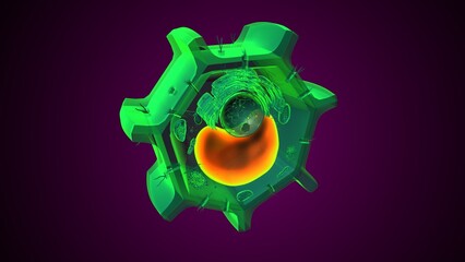 Plant vacuole anatomy. 3d illustrations