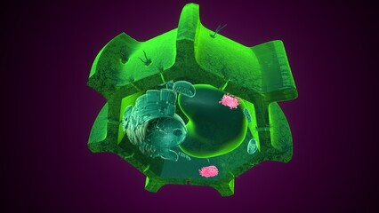 Golgi apparatus anatomy. 3d illustrations