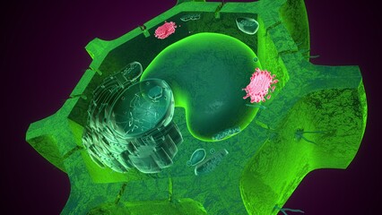 Golgi apparatus anatomy. 3d illustrations
