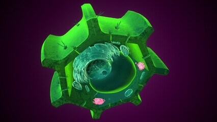 Golgi apparatus anatomy. 3d illustrations