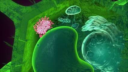 Golgi apparatus anatomy. 3d illustrations