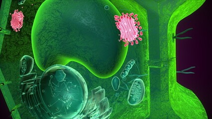 Golgi apparatus anatomy. 3d illustrations