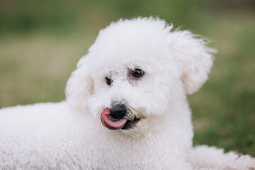 Portrait of a beautiful Malteser bichon frise dog. 