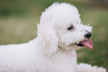 Portrait of a beautiful Malteser bichon frise dog. 
