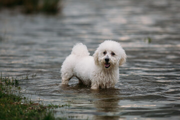 Cute little bichon dog swimming in a lake. 