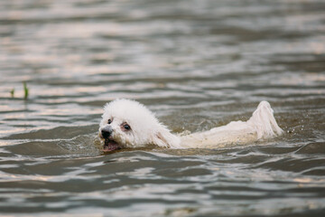 Cute little bichon dog swimming in a lake. 