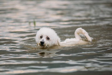 Cute little bichon dog swimming in a lake. 