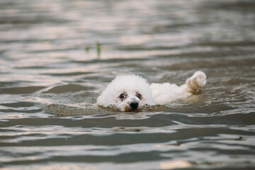 Cute little bichon dog swimming in a lake. 