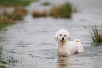 Cute little bichon dog swimming in a lake. 