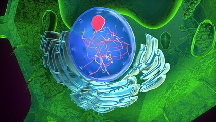 Plant nucleus anatomy. 3d illustrations