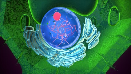 Plant nucleus anatomy. 3d illustrations