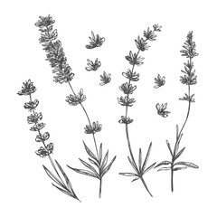 Vector sketch lavender illustration. Beautiful boquet of flowers. Doodle, line art