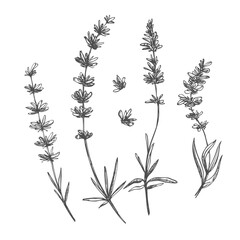 Lavender outline hand drawn element. Herbs doodle botanical icon lavender for logo. Herbal and meadow plant, grass. Modern simple style. Vector illustration isolated on white background.