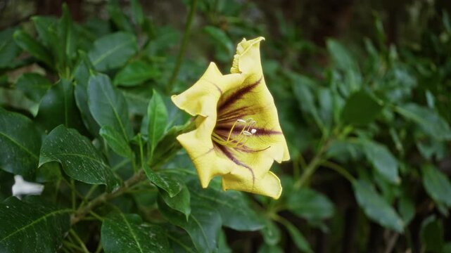 Solandra maxima in full bloom outdoors in spain, showcasing its vibrant yellow petals and lush green leaves, creating a striking botanical scene.