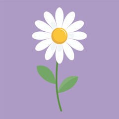 Daisy line flower