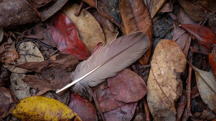 Feather resting on fallen leaves creating a colorful autumn abstract