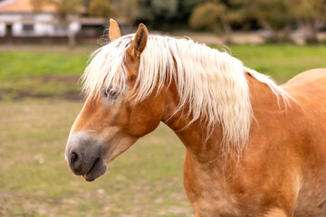 Obraz premium Brown and white horse portrait on nature background close-up